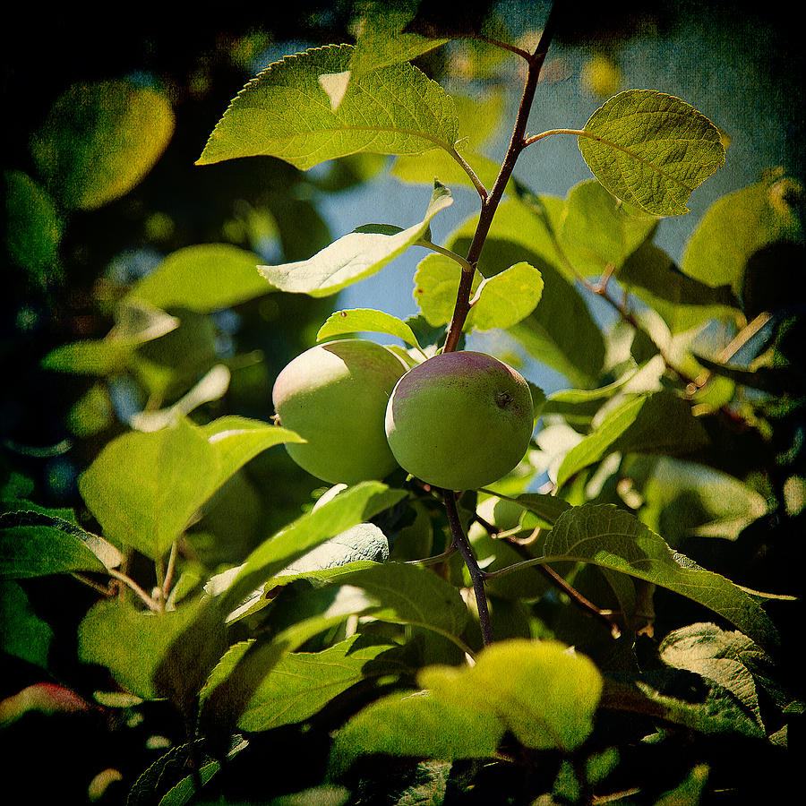Apple Tree Photograph by Milena Ilieva