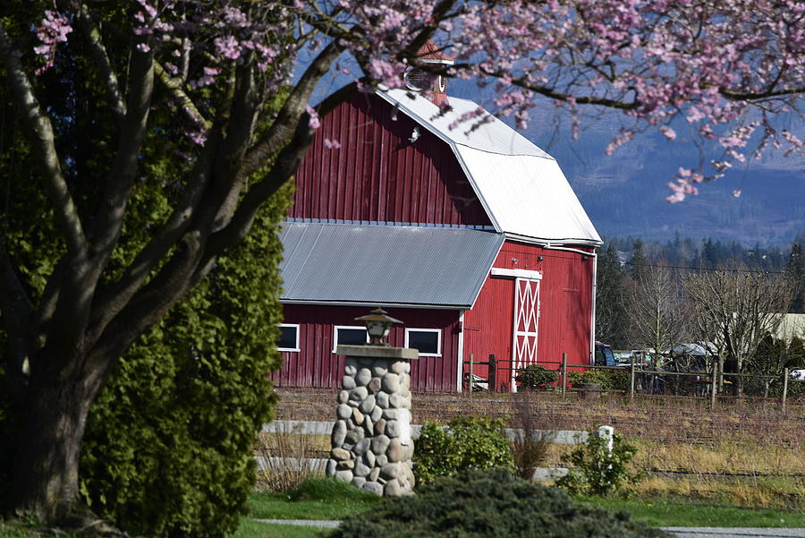 Apple Tree Pink and Barn Red Photograph by Tom Cochran