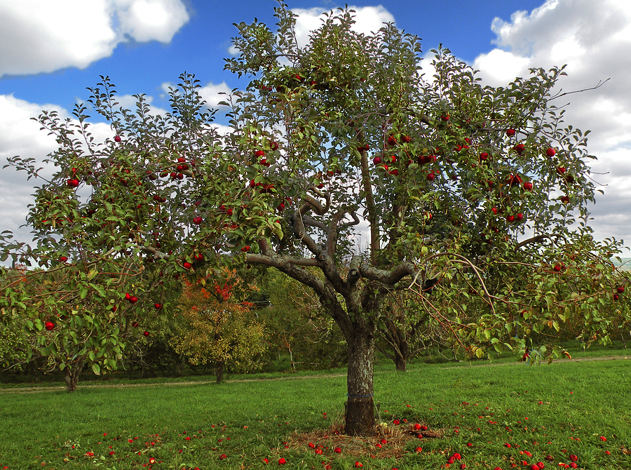Apple Tree Photograph by Steven Michael
