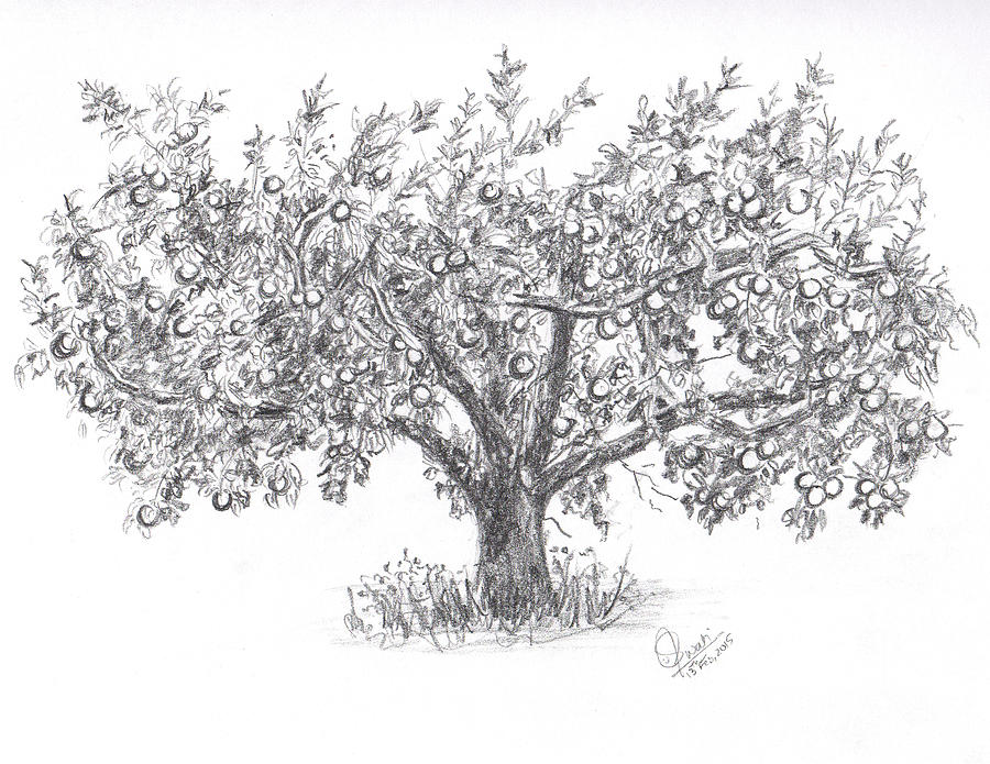 Realistic Apple Tree Drawing