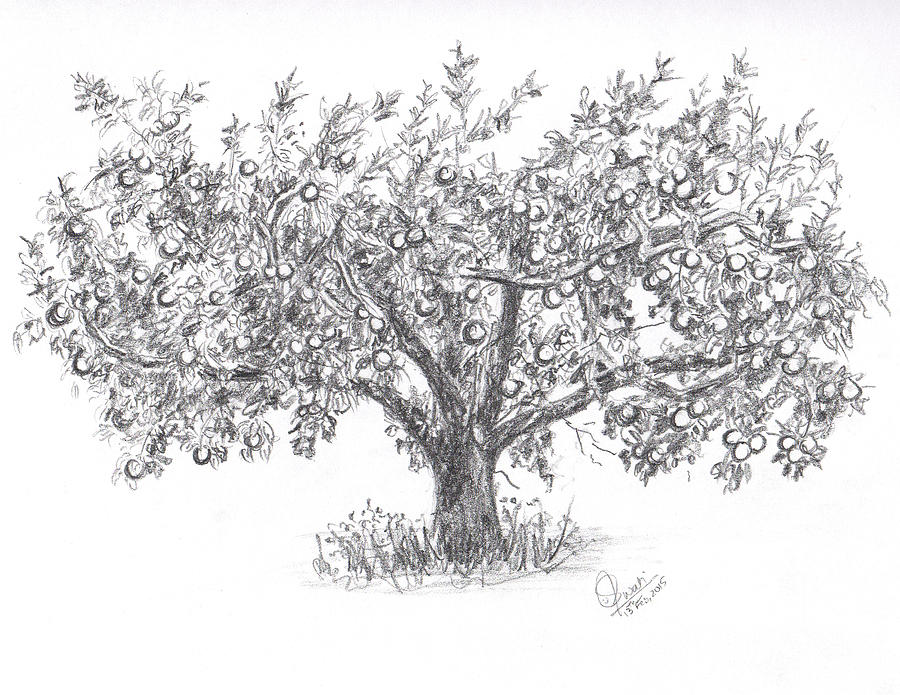 apple trees drawing