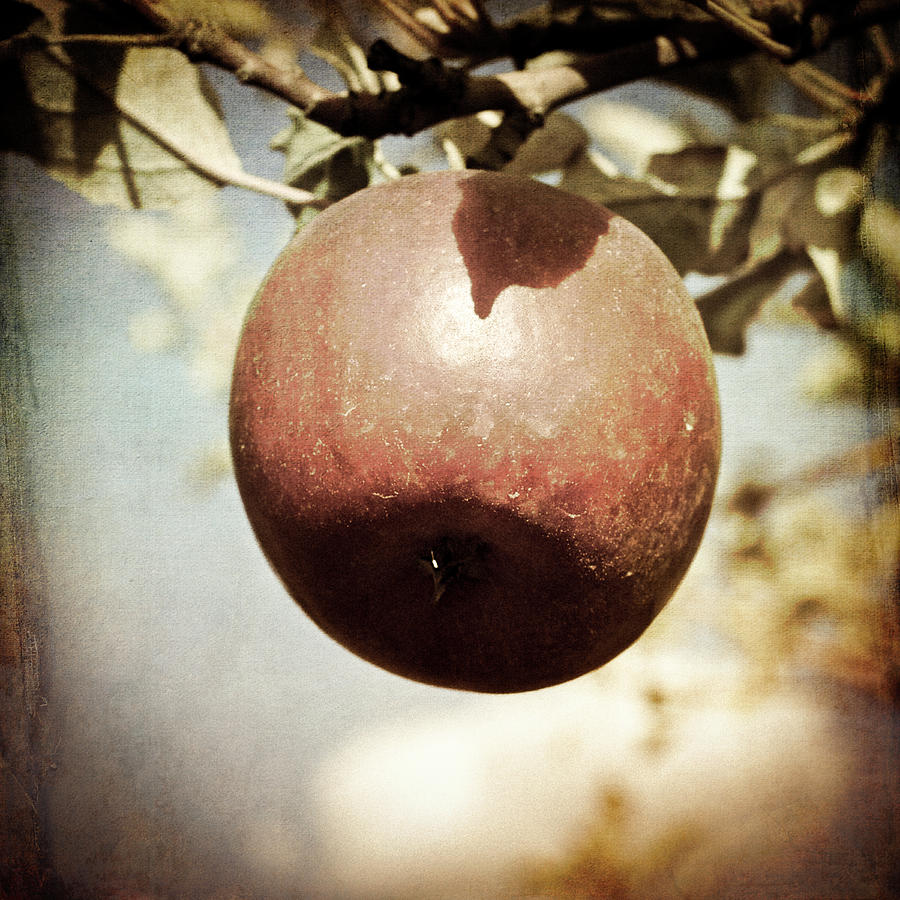Apple Tree - Vintage Fruit Art Photograph by Joann Vitali