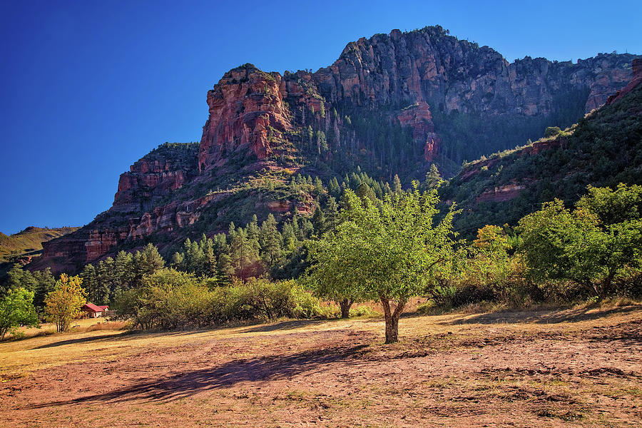 Apple Trees at Slide Rock State Park Photograph by Lynn Bauer