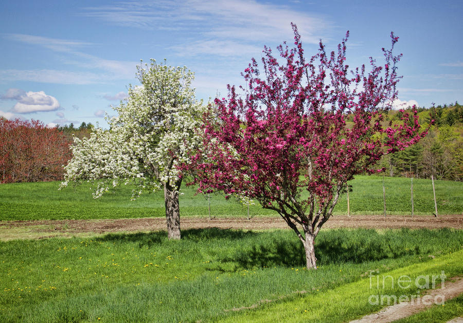 Apple Trees Photograph - Apple Trees by Diana Nault Apple Trees Photograph - Apple Trees by Diana Nault
