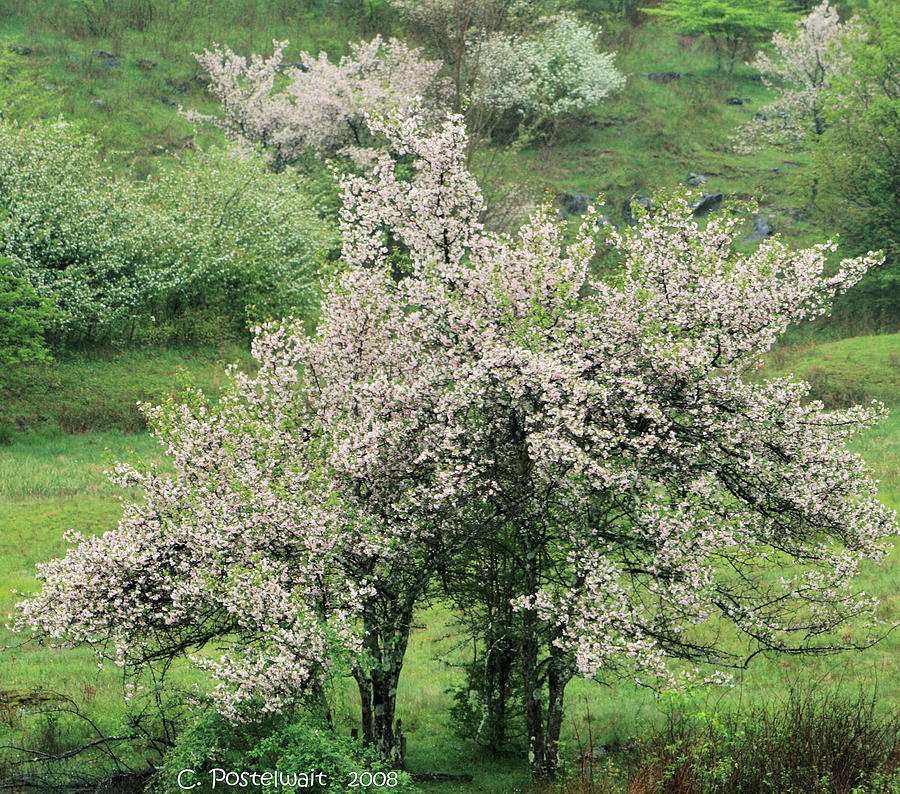 Nature Photograph - Apple Trees in Bloom by Carolyn Postelwait