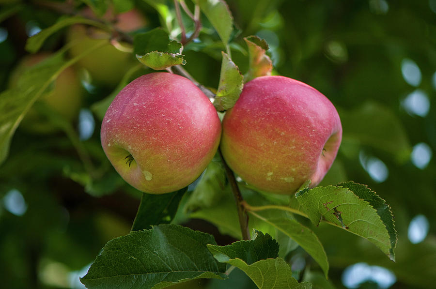 Apple Twins Photograph by Brian Green