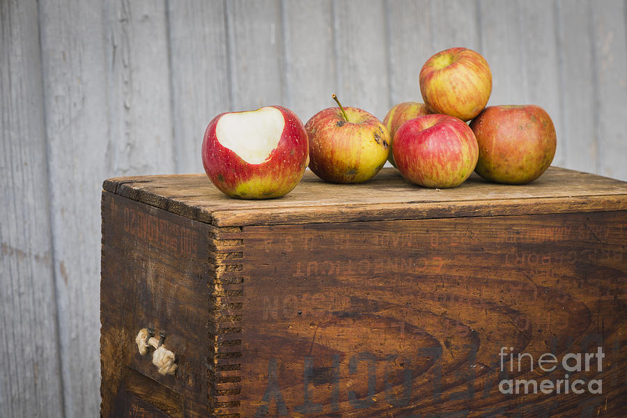 Apple Wood Photograph by Joann Long