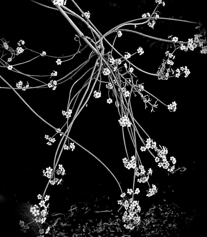 Black And White Photograph - Appleblossom Euphorbia by Bonnie See