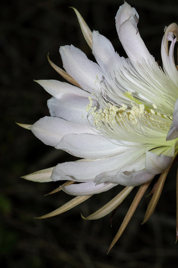Applecactus Flower Closeup Photograph