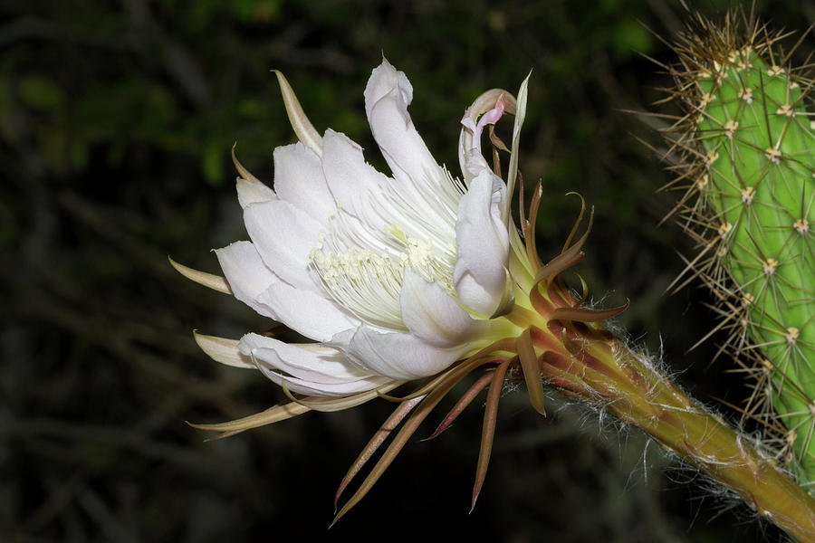 Applecactus Flower Photograph