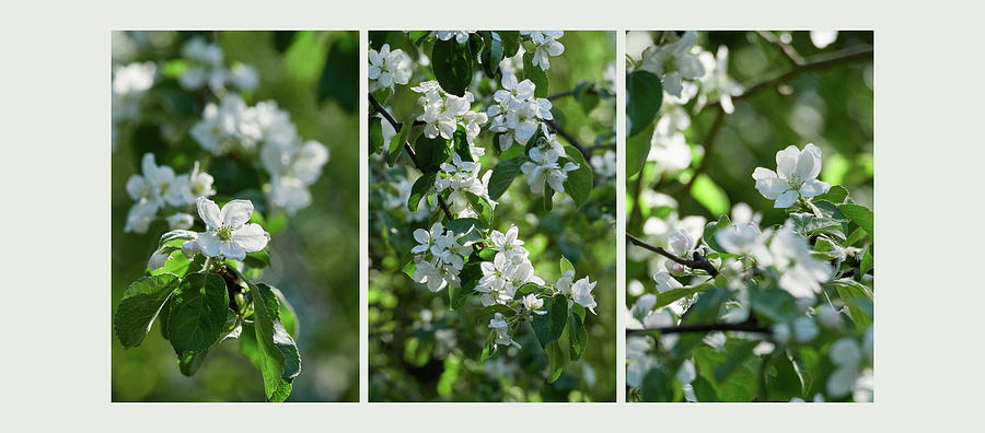 Appleflower triptych Photograph by Jouko Lehto
