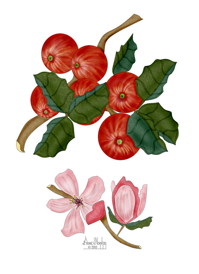 Apple Painting - Apples and Apple Blossoms by Anne Norskog