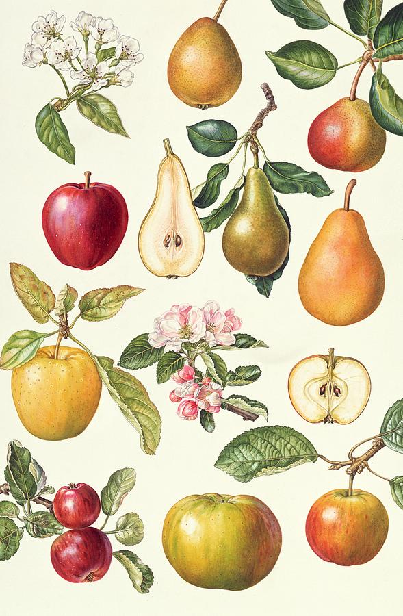 Apples and Pears Painting by Elizabeth Rice