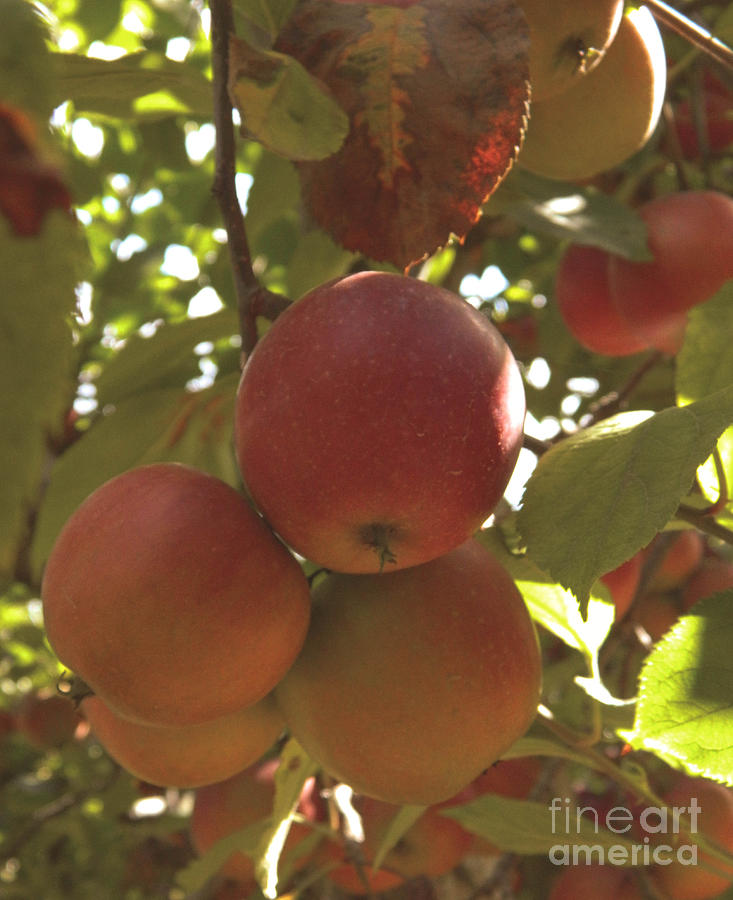 Apples Photograph by Andrea Anderegg