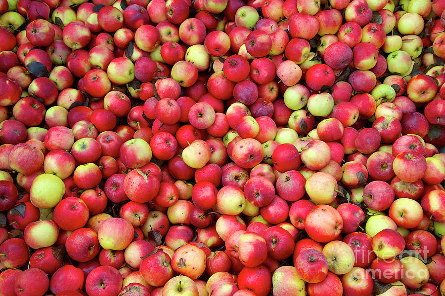 Apples at Harvest Photograph by Bruce Block