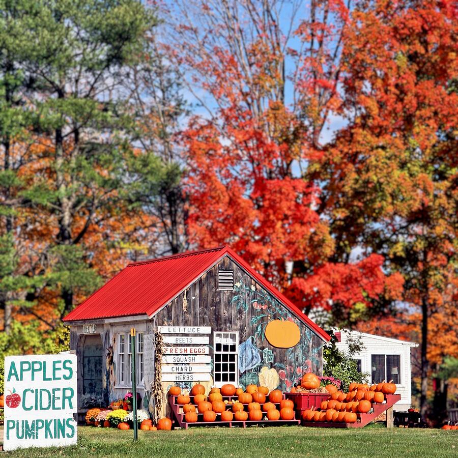 Apples Cider Pumpkins Photograph by DJ Florek - Fine Art America