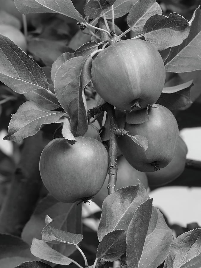 Black And White Photograph - Apples in Monochrome by Kimberly VanNostrand