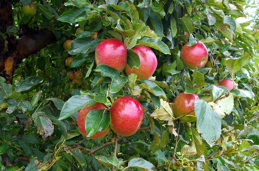 Apples Photograph by Mary Courtney
