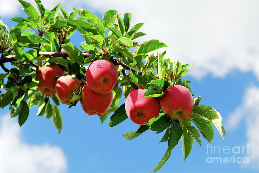 Apples on a branch Photograph by Elena Elisseeva