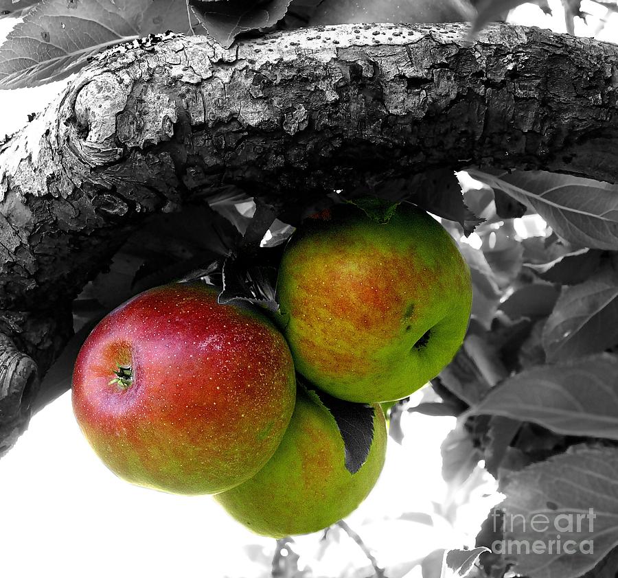 Apples  Photograph by Raymond Earley