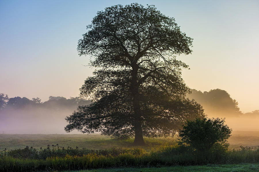 Appleton Tree with morning fog Photograph by Stoney Stone - Fine Art ...