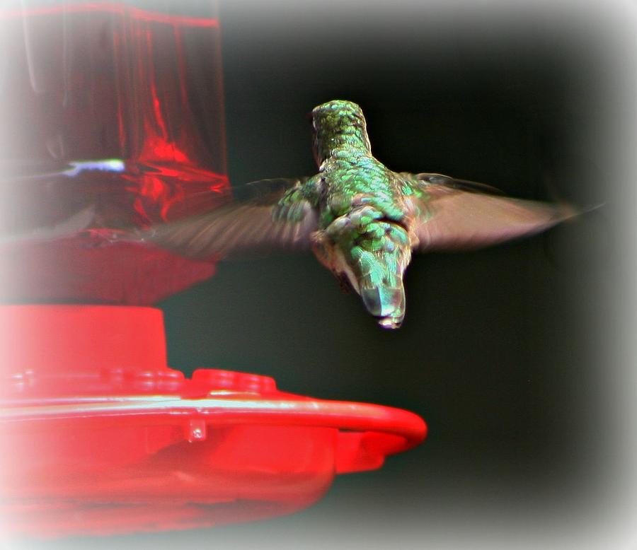 Hummingbird Photograph - Approach by Barbara S Nickerson