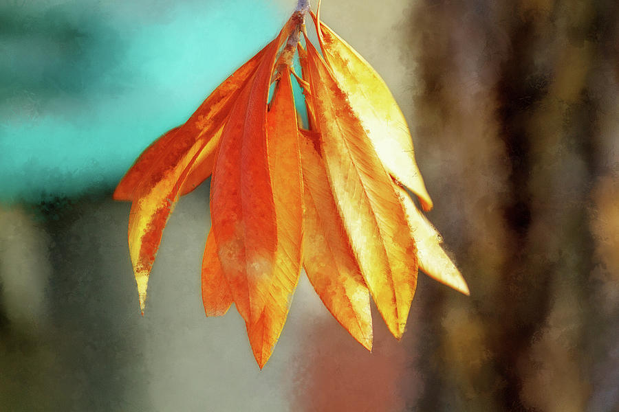 Fall Digital Art - Approaching Autumn by Terry Davis