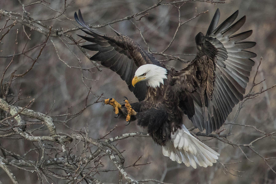 Eagle Photograph - Approaching Eagle by Rhoda Gerig