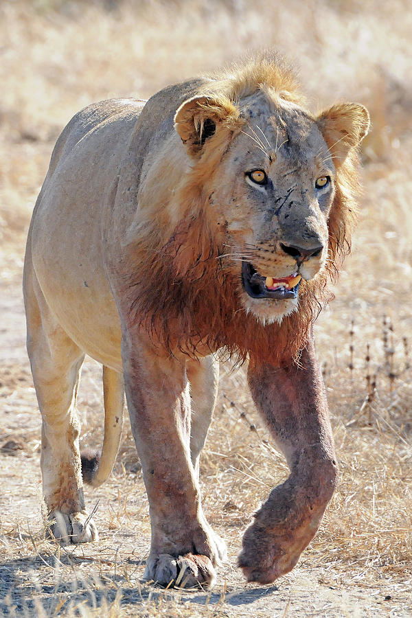 Approaching Lion Photograph by Ted Keller