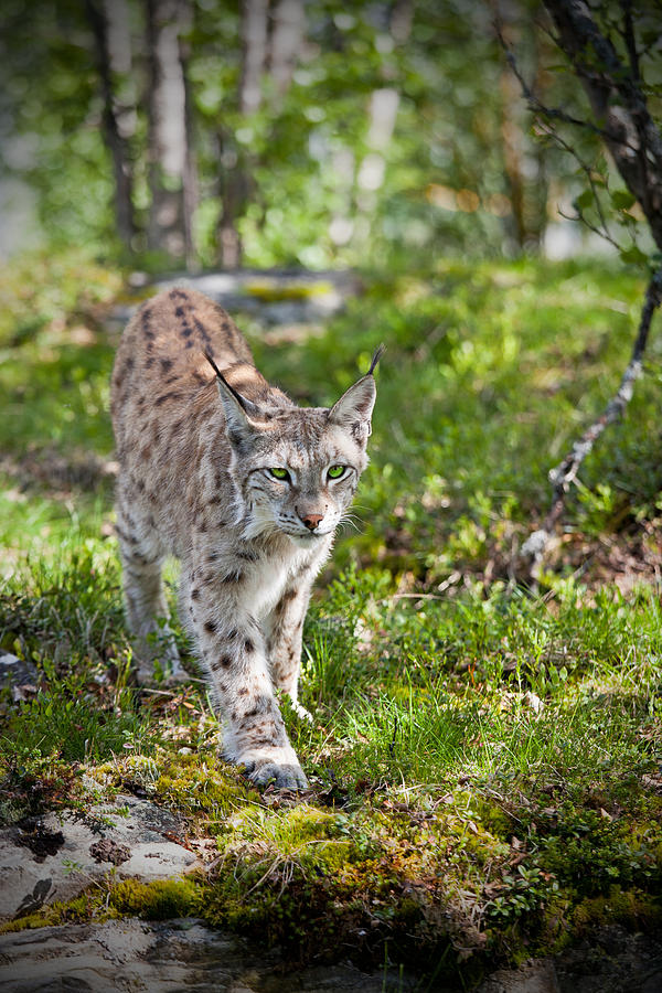 Approaching Lynx Photograph by Yngve Alexandersson