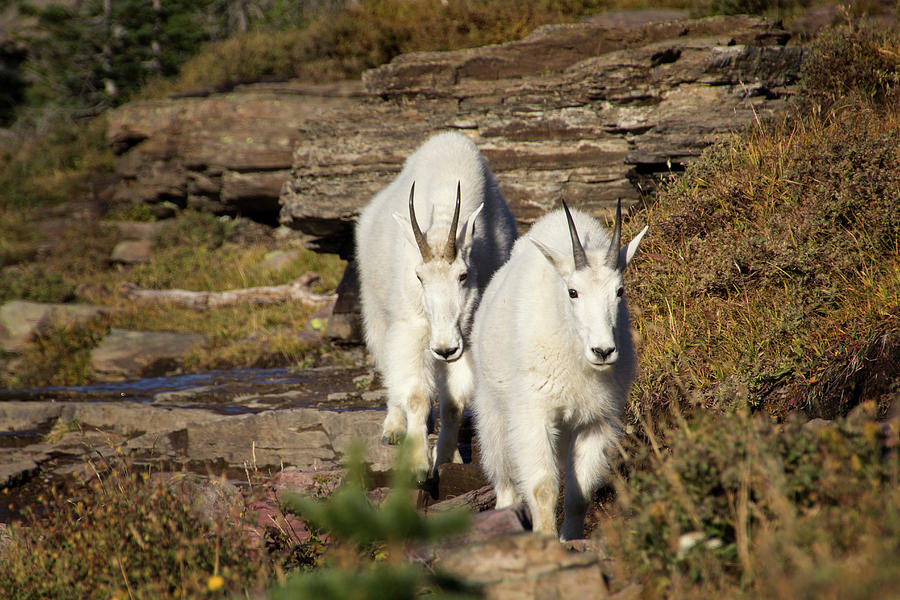 Approaching Mountain Goats Photograph by Carolyn Derstine