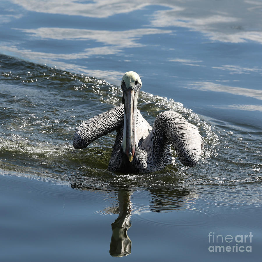 Approaching Pelican Photograph by Carol Groenen