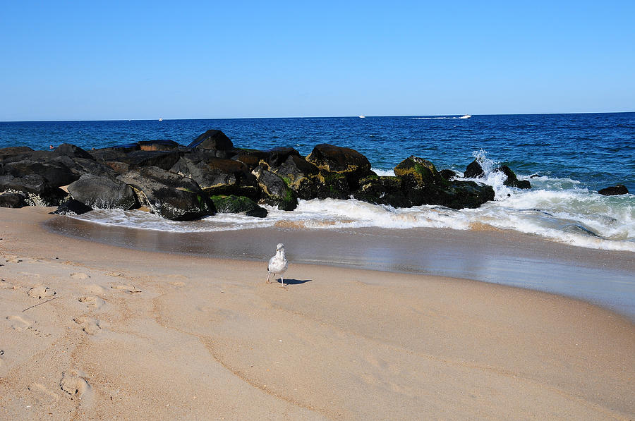 Approaching Seagull Photograph by JoAnn Lense