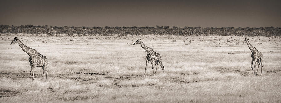 Approaching The Waterhole - Black and White Giraffe Photograph Photograph by Duane Miller