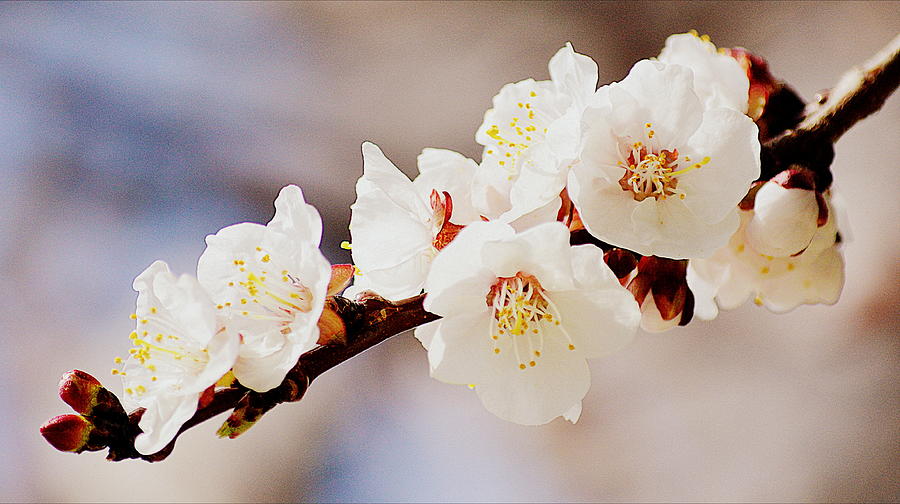 Apricot Blossom IV Photograph by Joan Han