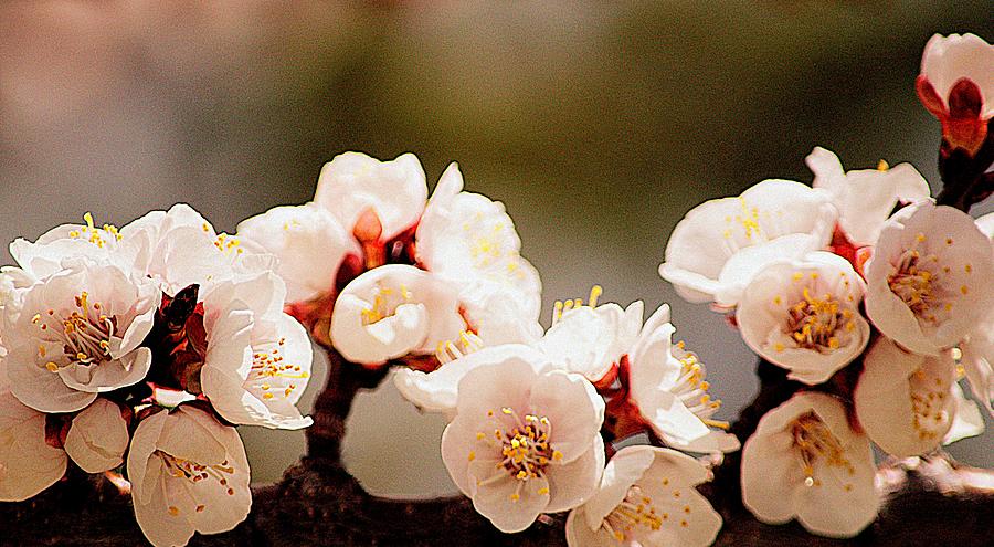 Nature Photograph - Apricot Blossom  by Joan Han