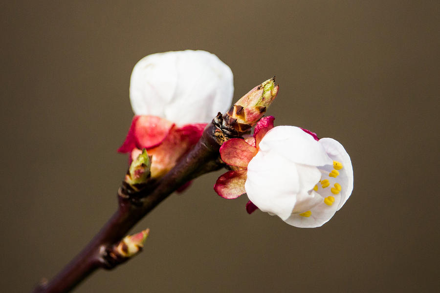 Apricot Blossom Photograph by Steve McMillan