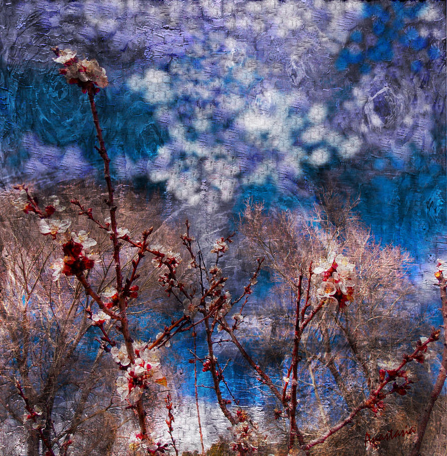 Apricot Blossoms El Valle III Photograph by Anastasia Savage Ealy