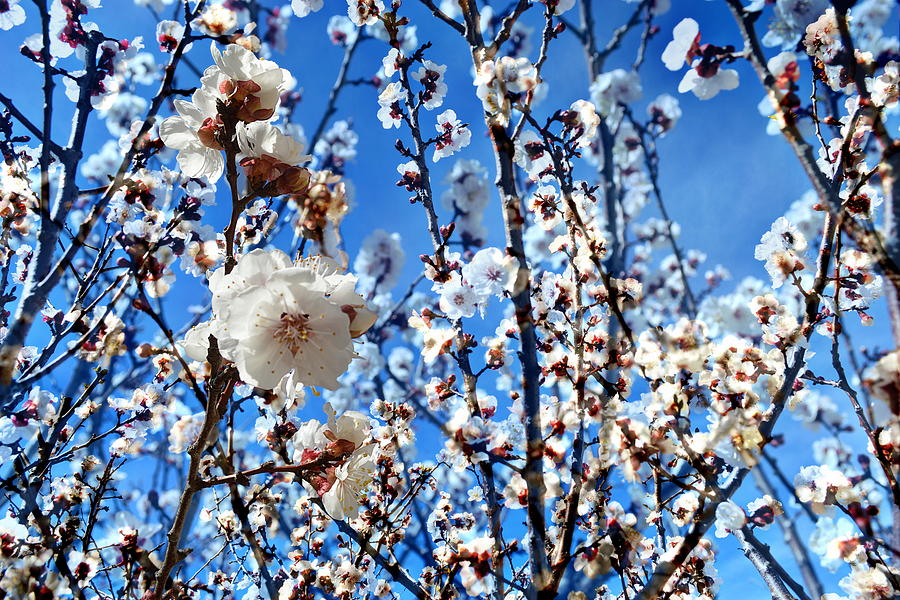 Nature Photograph - Apricot Blossoms by Glenn McCarthy Art and Photography