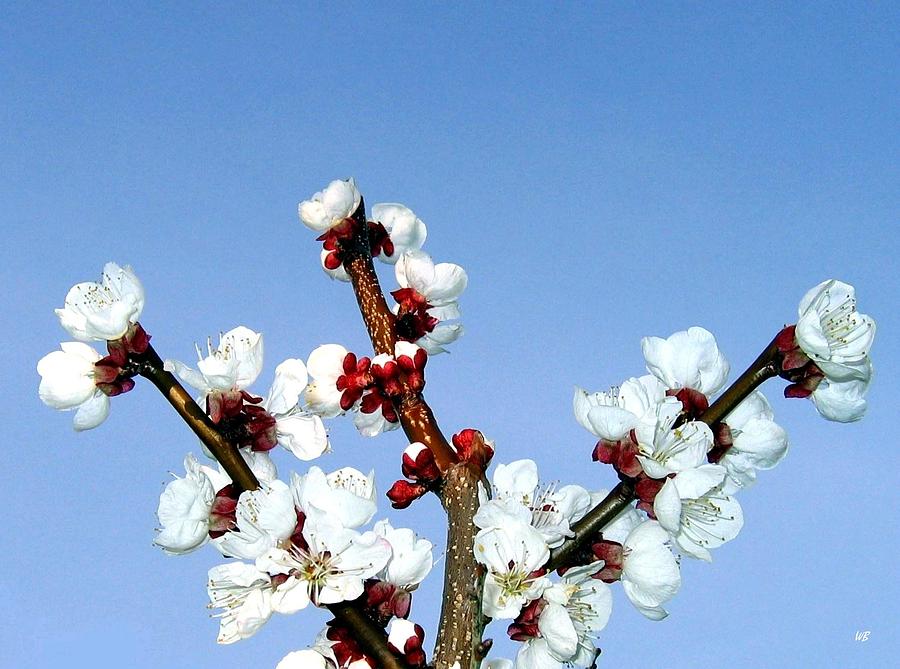 Apricot Blossoms Photograph by Will Borden