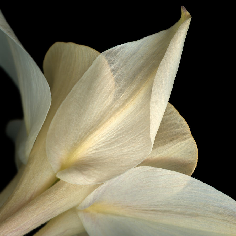 Apricot Delight I by Marsha Tudor Apricot Delight I by Marsha Tudor