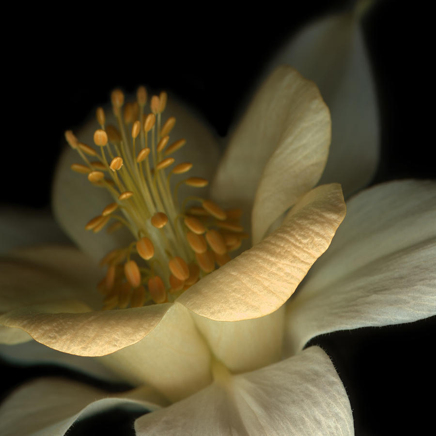 Apricot Delight II by Marsha Tudor Apricot Delight II by Marsha Tudor