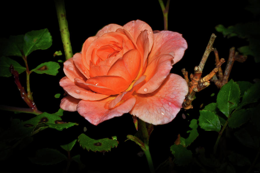 Apricot Drift Rose 001 Photograph by George Bostian