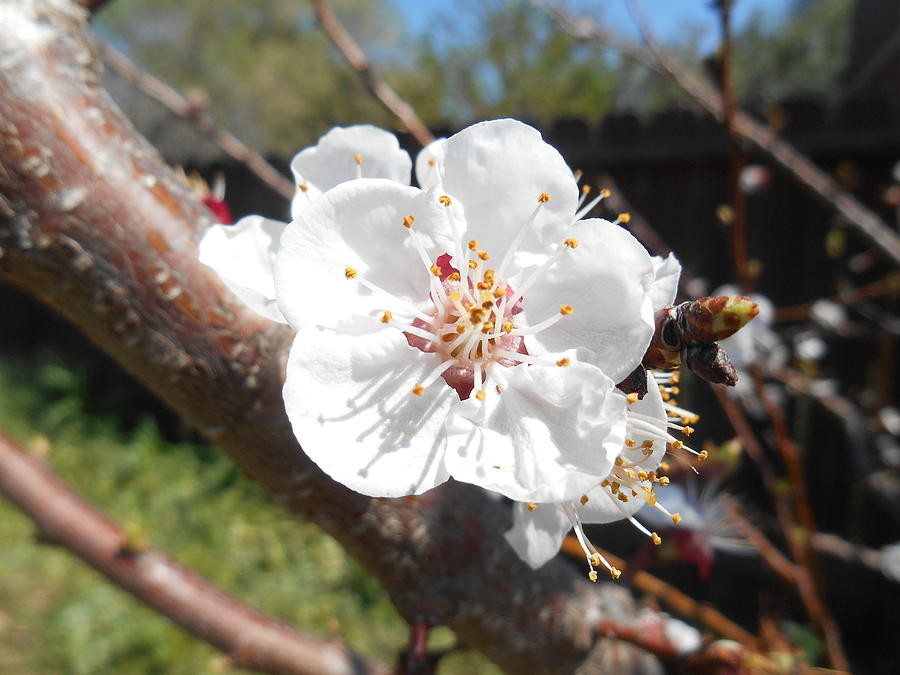 Apricot Flower White Blossom Photograph by Irina Sztukowski