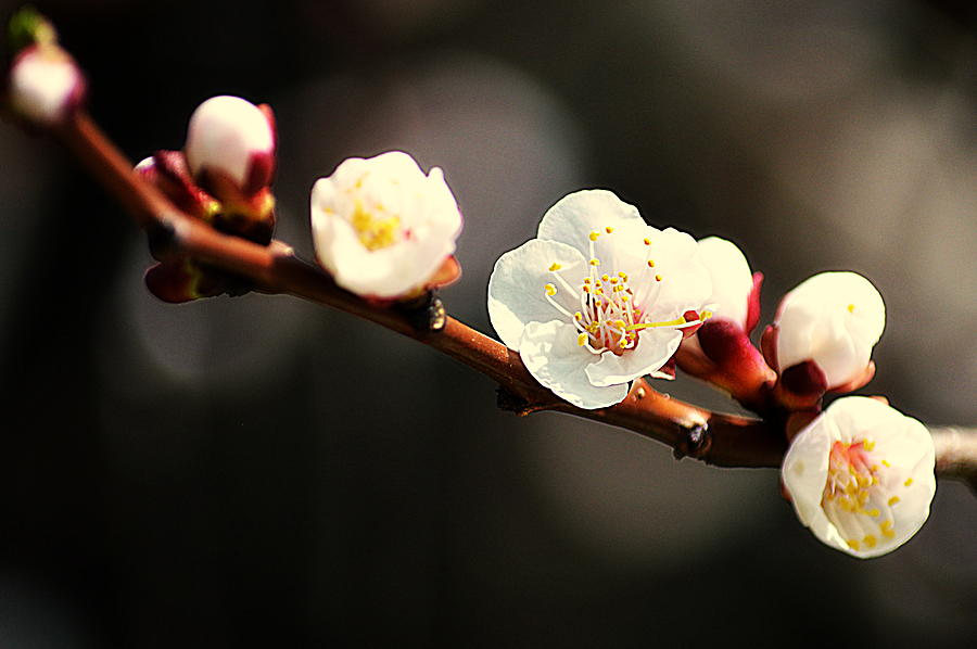 Apricot Flowers Photograph by Joan Han