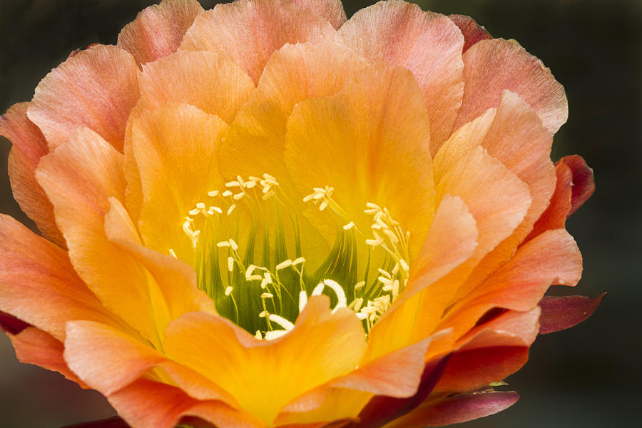Apricot Glow Cactus Flower Photograph by Lindley Johnson