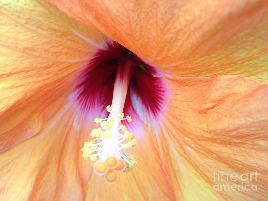 Apricot Hibiscus Flower Photograph by By Divine Light