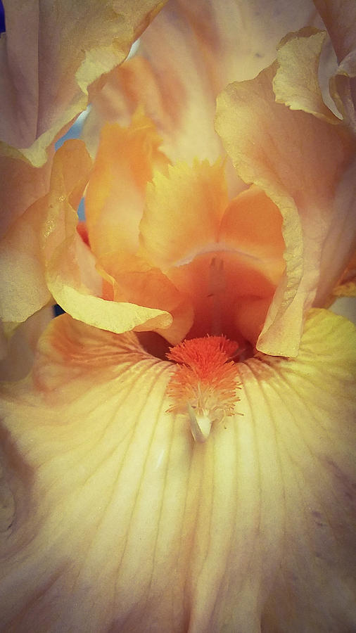 Apricot Iris Photograph by Caryl J Bohn