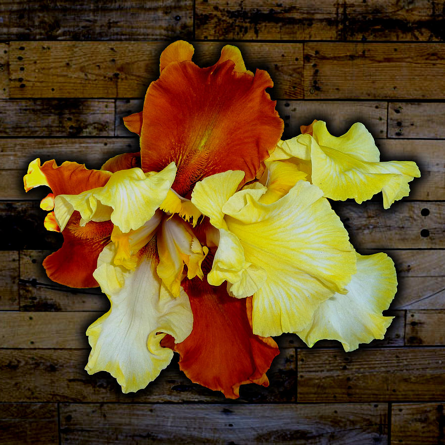 Iris Photograph - Apricot Iris on Wood by Tara Hutton
