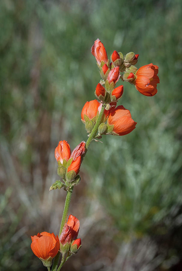 Apricot Mallow 3 Photograph by Rick Mosher